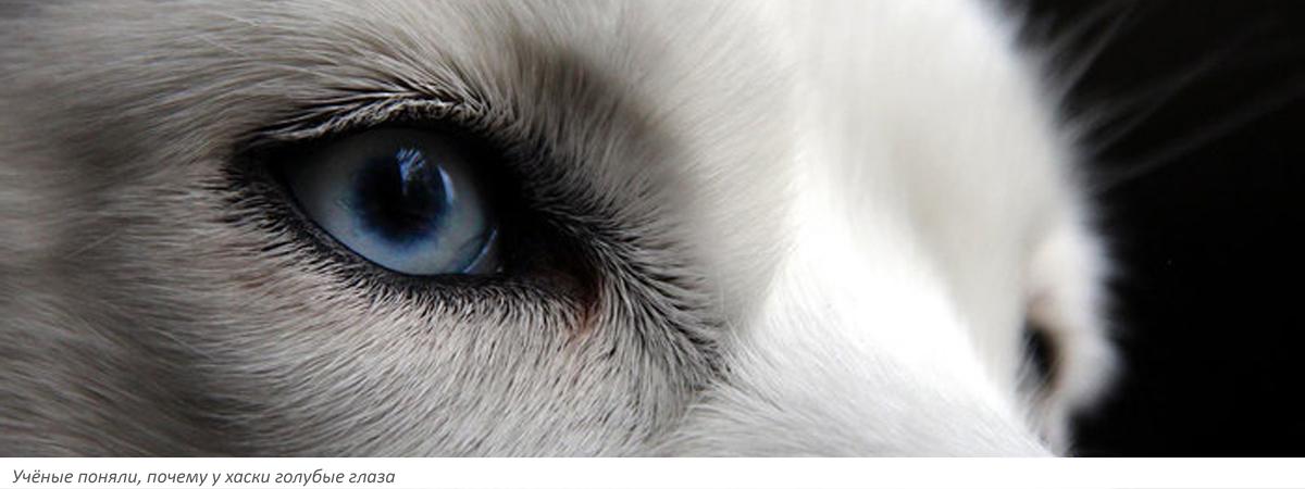 Учёные поняли, почему у хаски голубые глаза