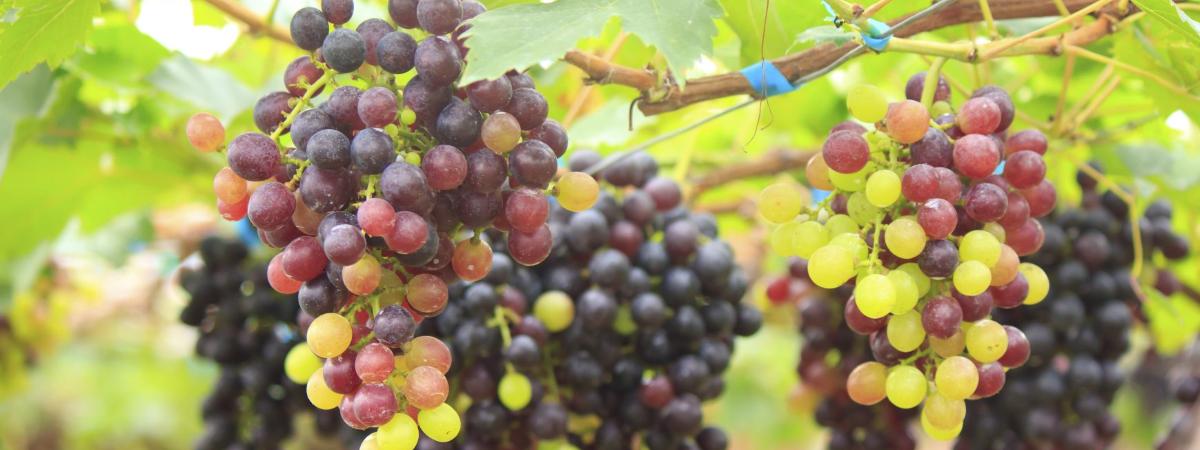 В винограде найдено средство от депрессии