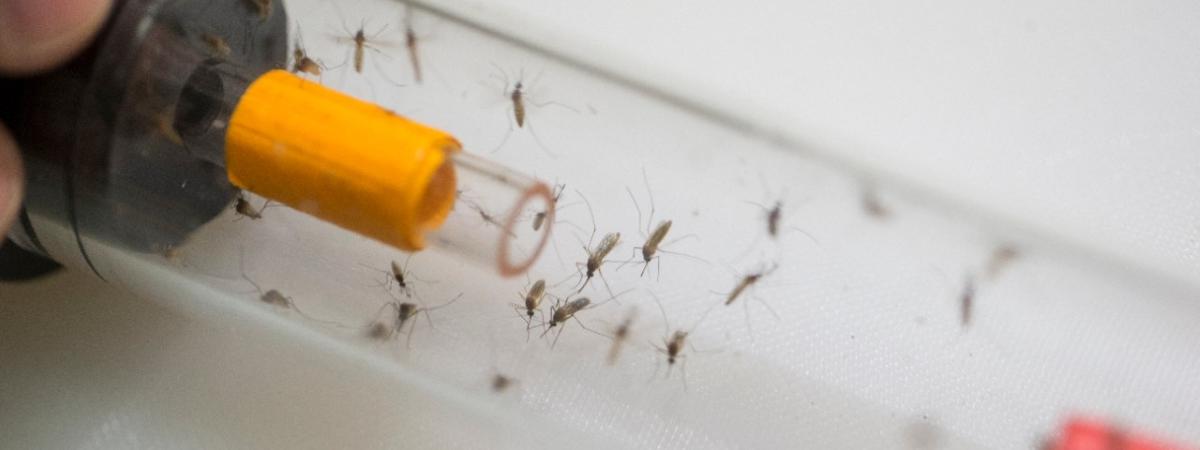 Комары кусаются из-за потребности во влаге