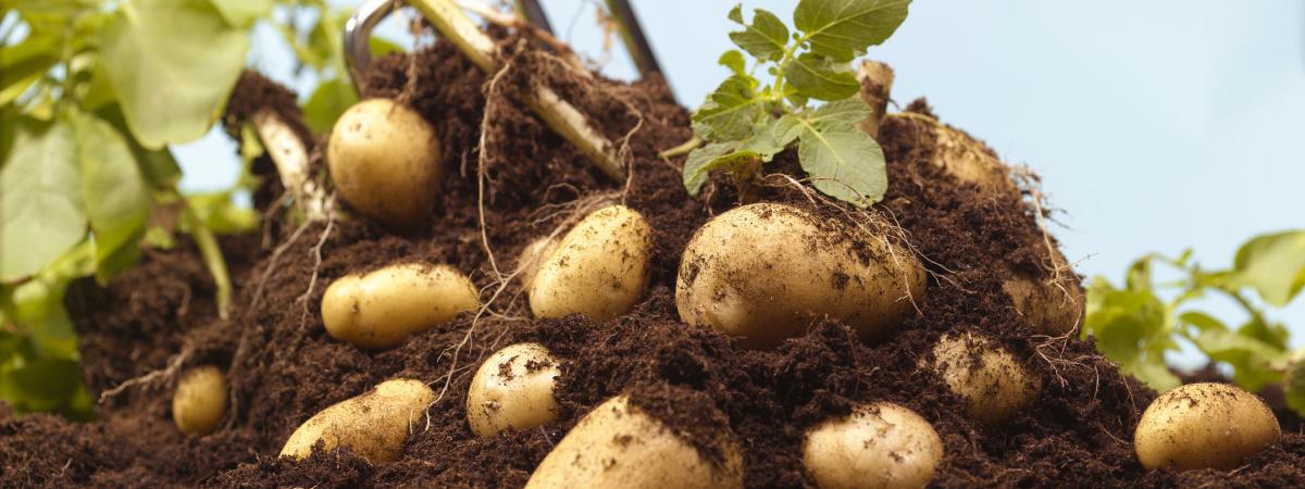 Генномодифицированный картофель устойчив к фитофторозу